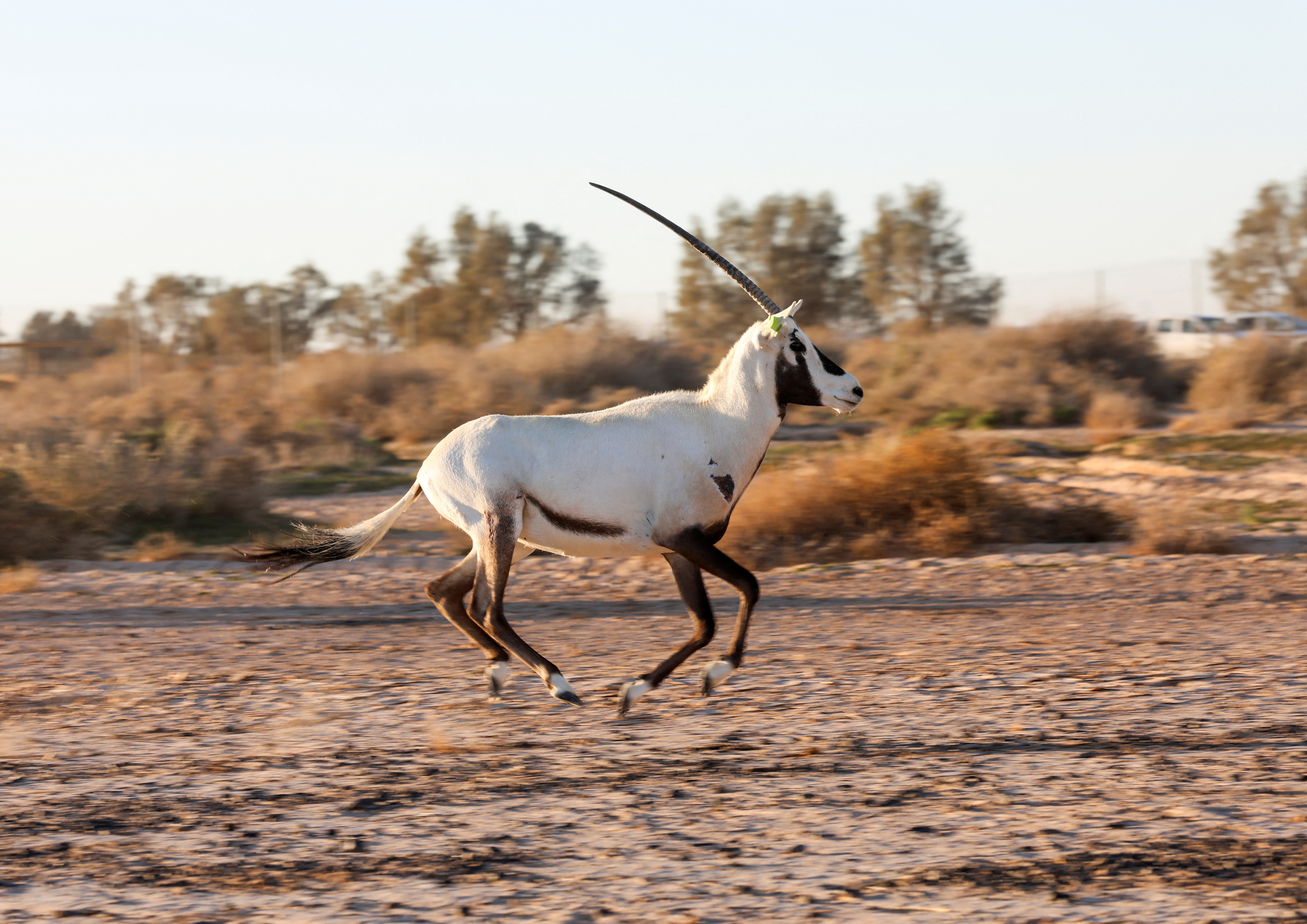 Arab jordan