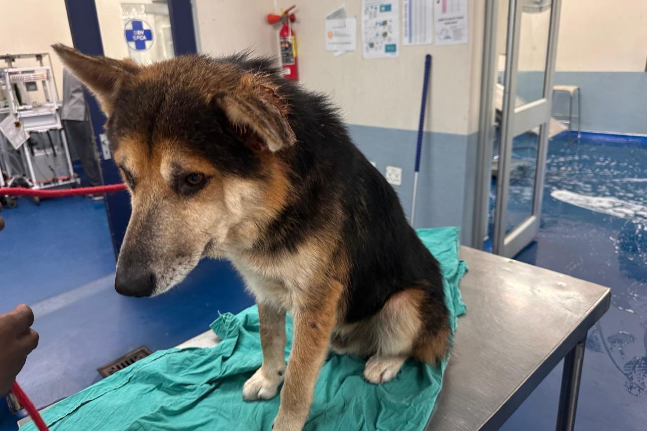 Animal care NPO member 'used superglue' to repair dog's torn ear