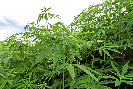 Cape's illicit dagga growers fear legalisation will compromise quality