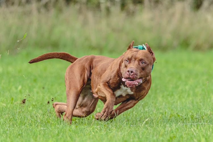 Government looks into DNA of pit bulls to probe their aggression