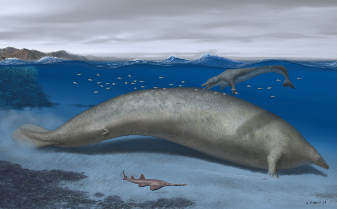 How Big Is A Basilosaurus