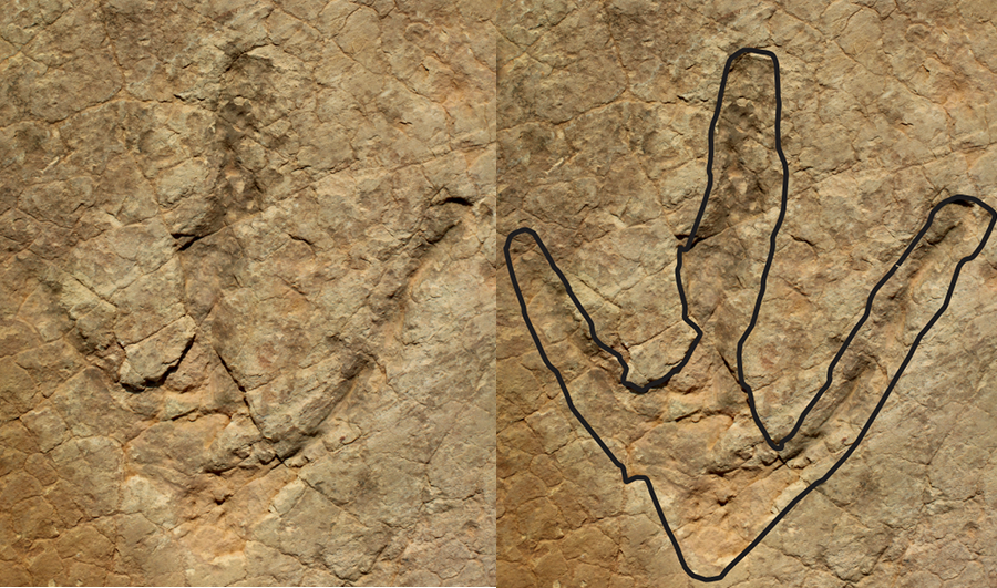 魚里／FOOTPRINTS Massive dinosaur footprints found in Lesotho
