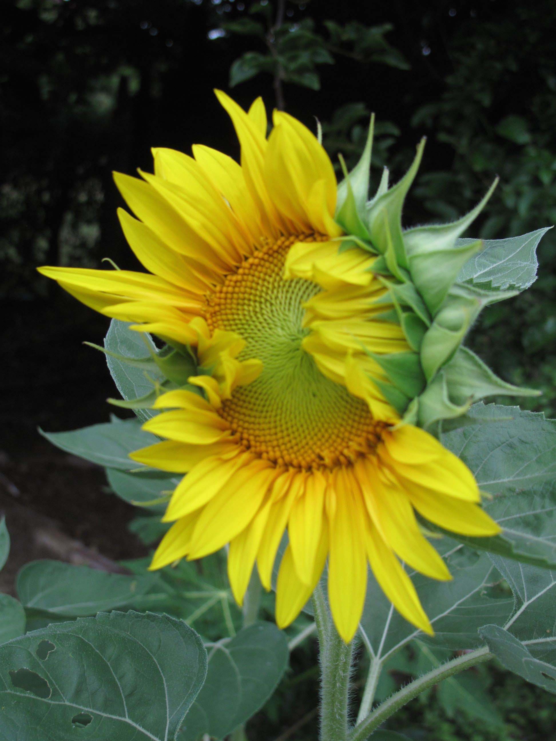 IN THE GARDEN | Secrets of the sunflower