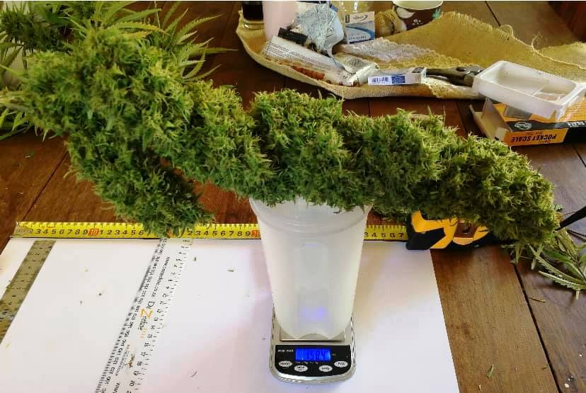 flyte lyfe planter LYFE Levitating Planter – Wooden Amsterdam