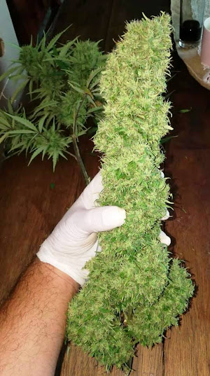 Dagga 'bushmaster' on a high as 3.8m plant blossoms in wife's veggie patch