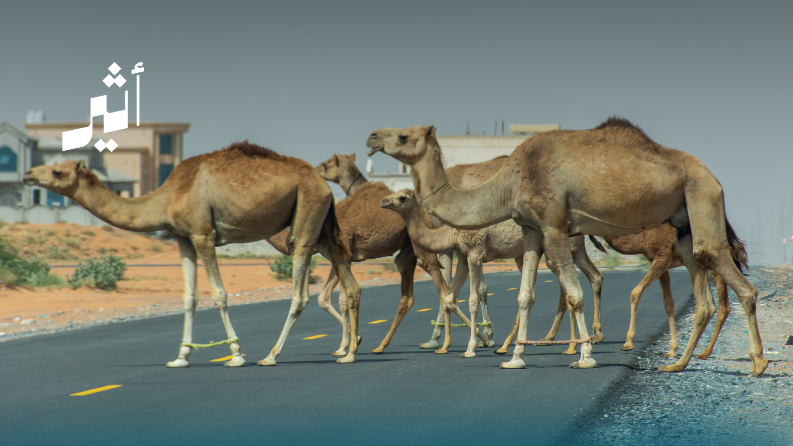السجن والغرامة لمُلحقي الأذى بالحيوانات