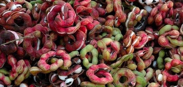 “اللوز الهندي” له مسميات وفوائد كثيرة؛ فهل سمعت به؟