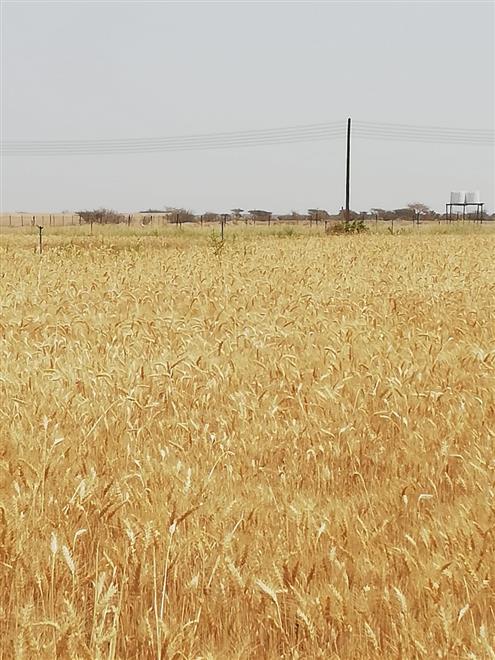 حصاد 50 طن قمح في أدم
