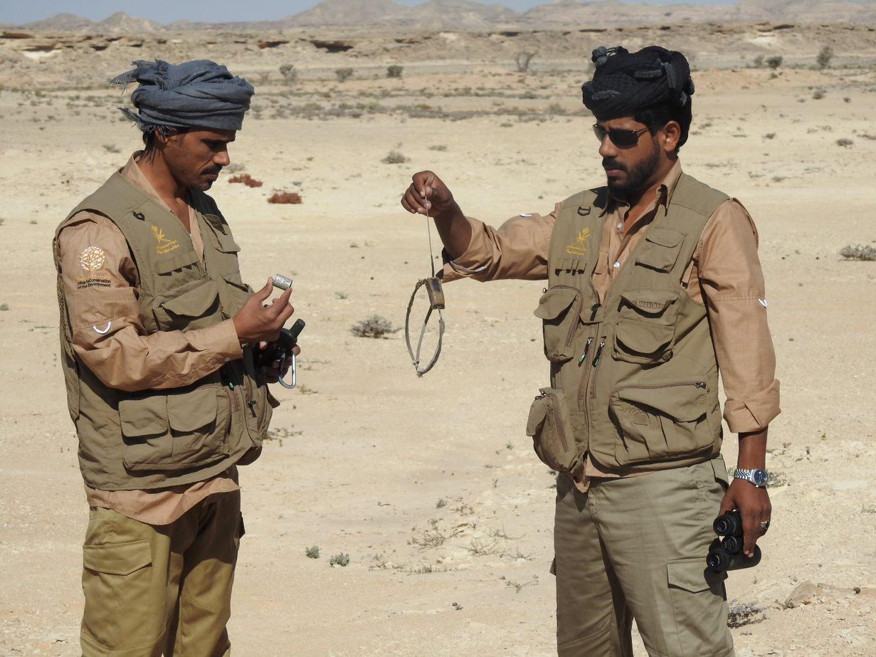 دراسة بيئية حول انخفاض أعداد أحد الطيور الجارحة بالسلطنة