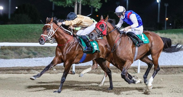 مراكز جديدة مُتقدمة للخيول العُمانية على المضامير الإماراتية