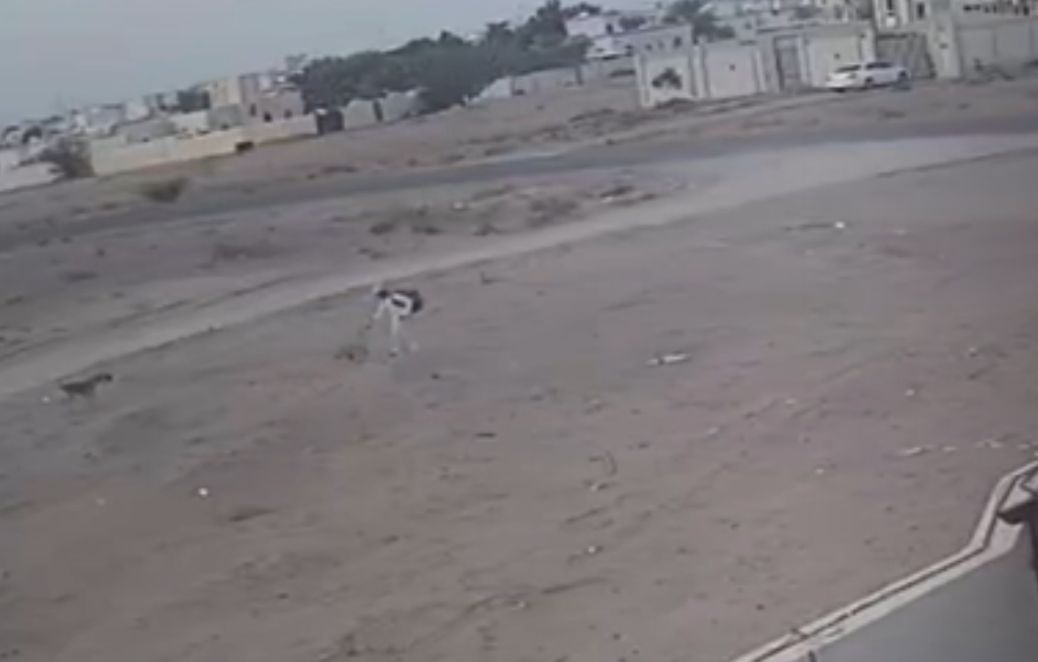 فيديو طالب المدرسة نموذجًا: هل من إجراءات للحد من خطورة الكلاب الضالة؟