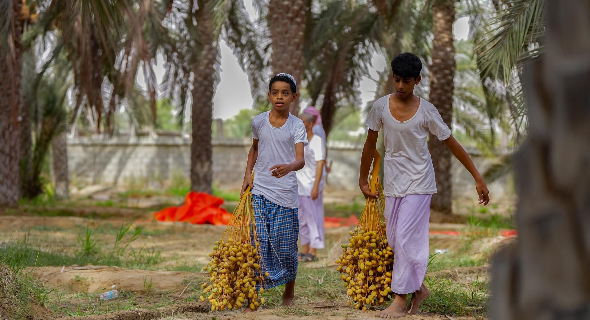 التبسيل في جعلان بني بو حسن: تقليد سنوي يساهم في تنمية الثروة الزراعية
