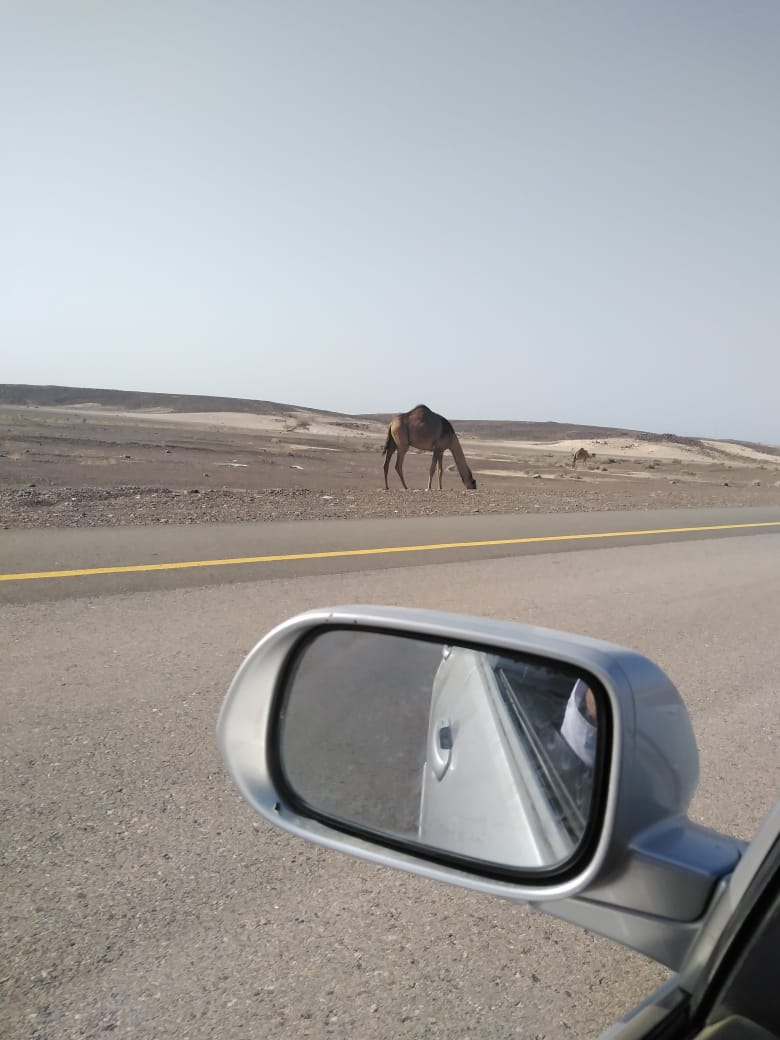 أرواحٌ زُهِقت على طريق وادي الحيملي -وادي الحاجر بسبب الجمال السائبة.. والمناشدات مستمرة