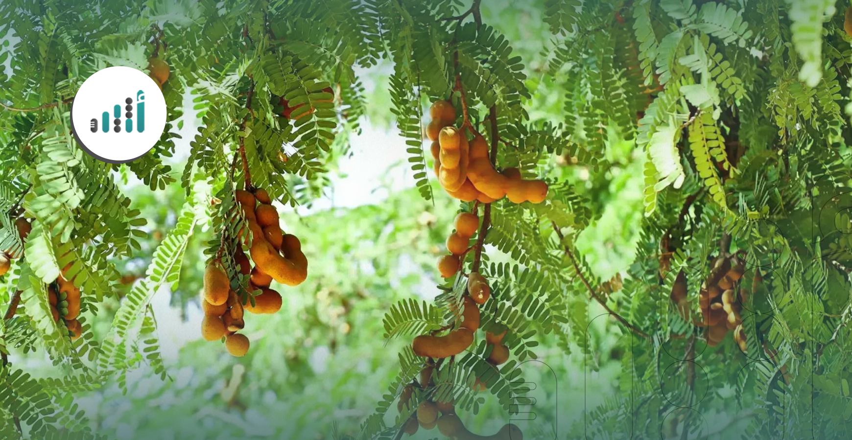   ماذا تعرف عن الشجرة التي شكّلت وجدان العديد من  الأطفال في جعلان بني بوعلي؟