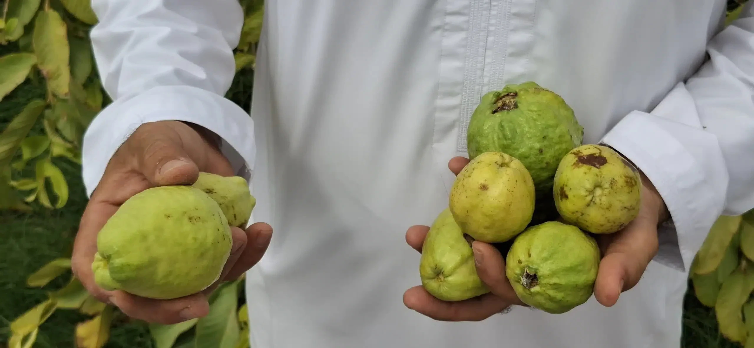 قصة نجاح في ولاية ضنك: شاب عماني يحقق حلمه بزراعة فاكهة الجوافة