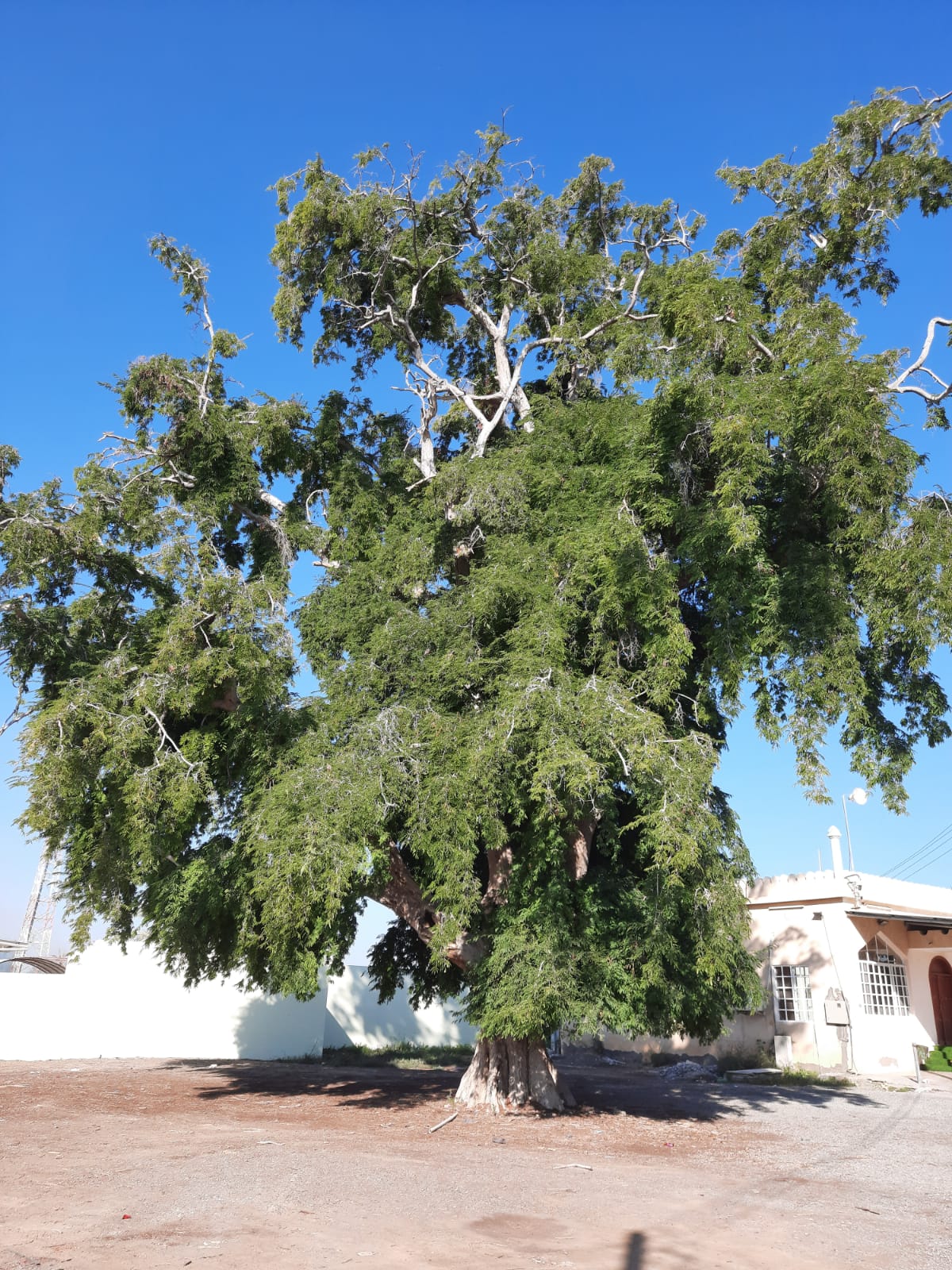 تُستخدم بذورها في علاج الكسور وبوصفار: ماذا تعرف عن شجرة “الصَبور”؟