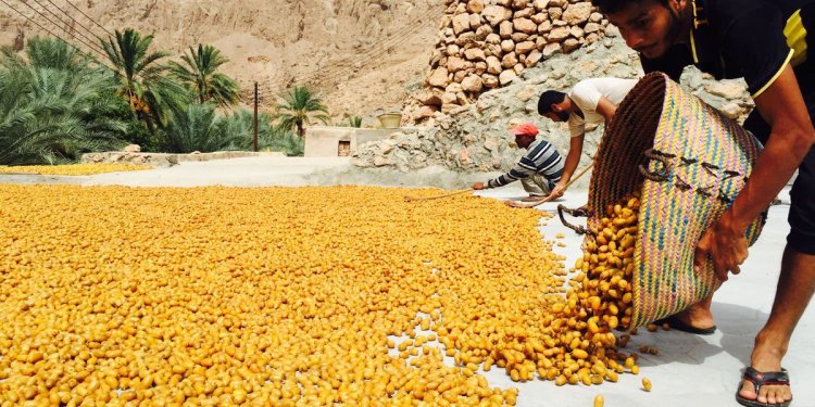 تصدير أكثر من 2000 طن بسور إلى الأسواق الخارجية