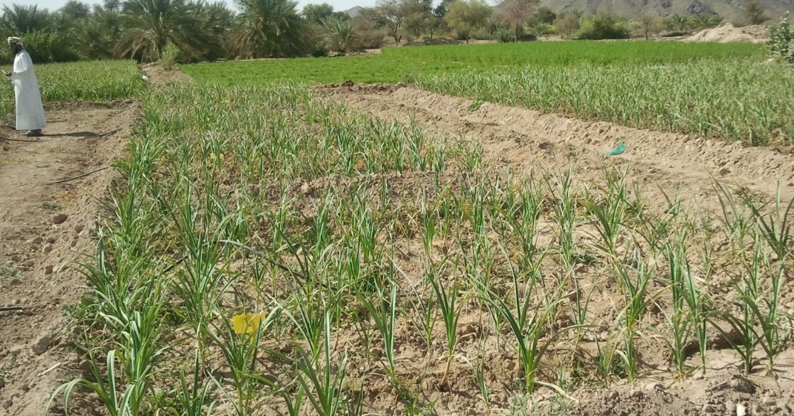 دراسات تكشف نتائج مهمة عن الزراعة في الباطنة وتوصي باستئجار المزارع من قبل الشركات