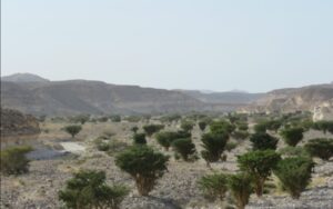 بالصور: حصاد اللبان برعاية السلطان