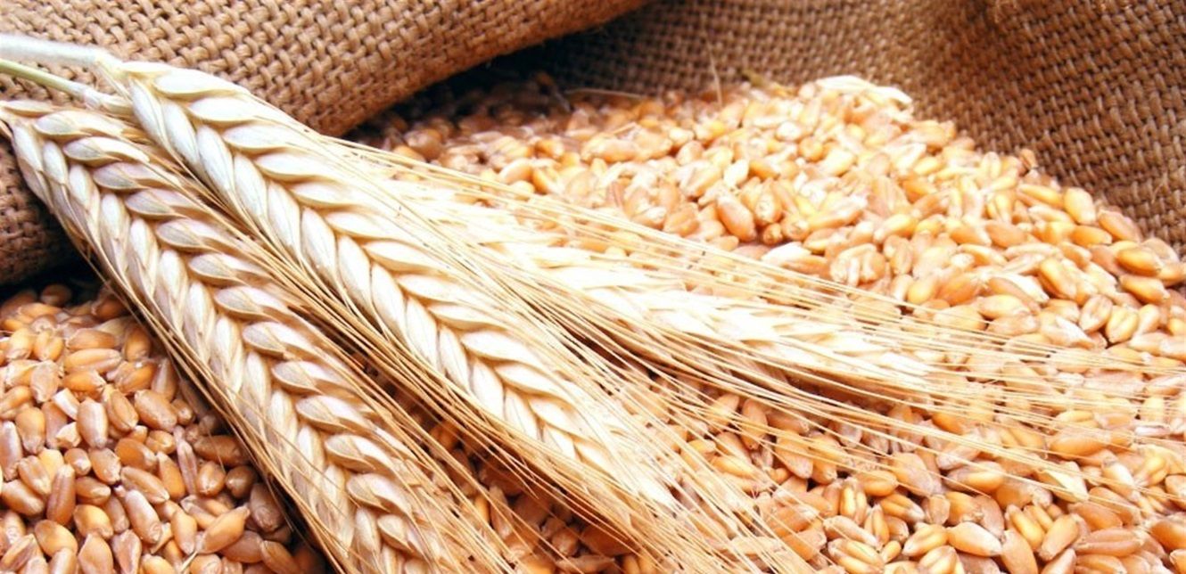 سلطنة عمان تُجري اتصالات مع الهند لتأمين إمدادات القمح