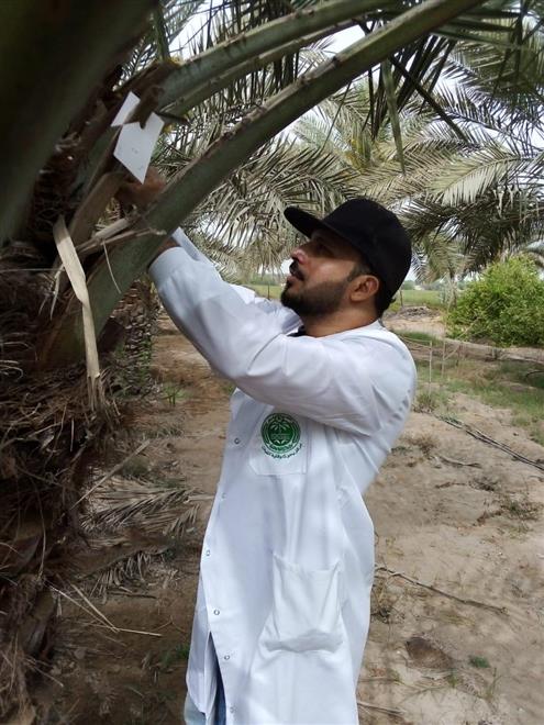 لأول مرة: إطلاق طفيل لمكافحة آفة تُصيب النخيل