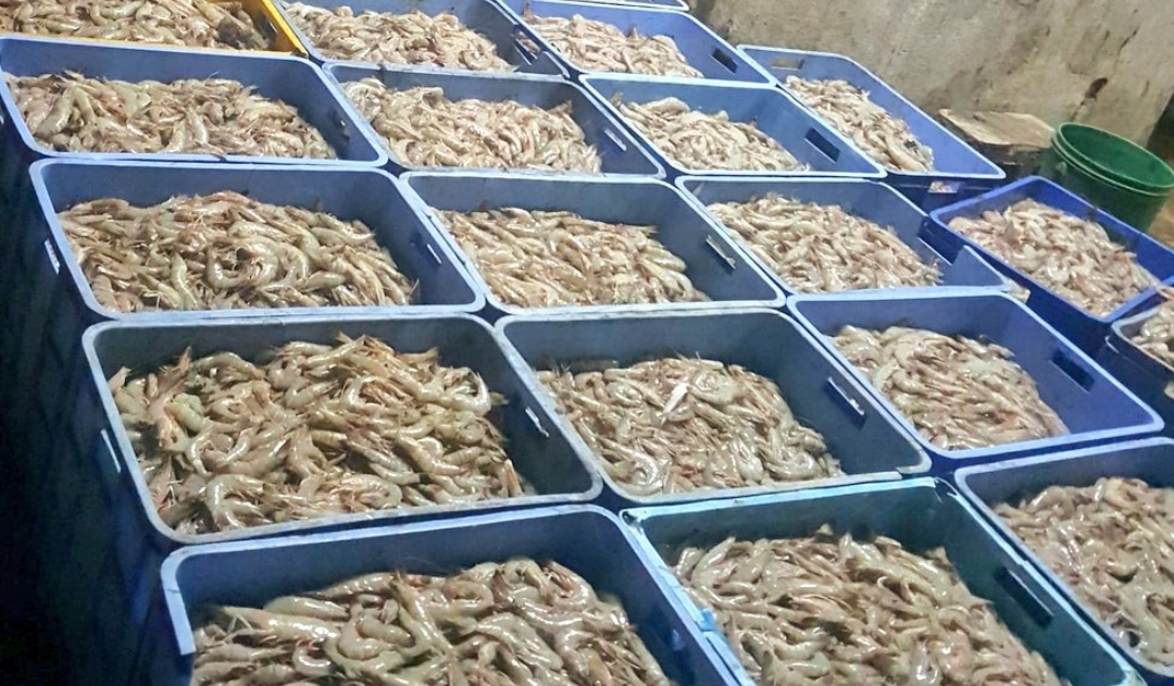 ضبط روبيان طازج في محوت وعبري