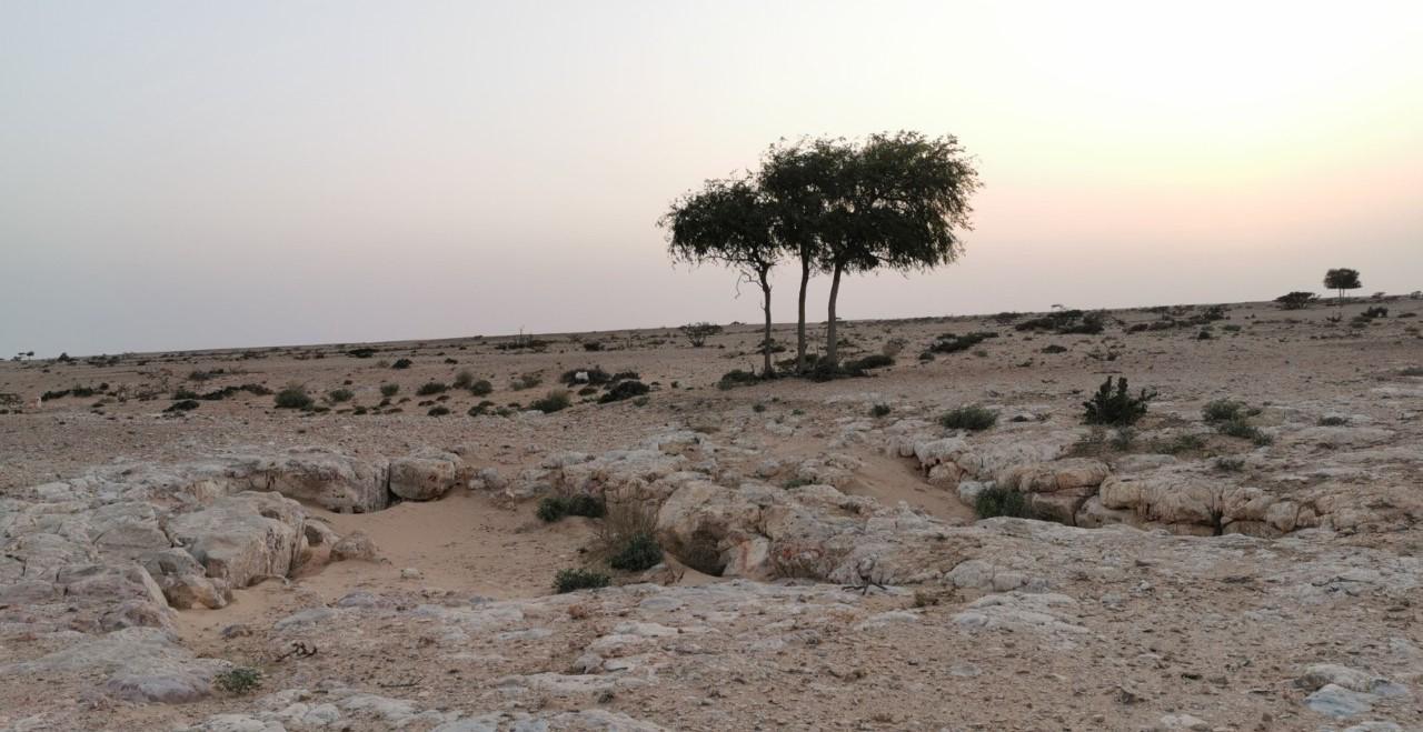 تدور حولها رواية: ظاهرة طبيعية في الوسطى