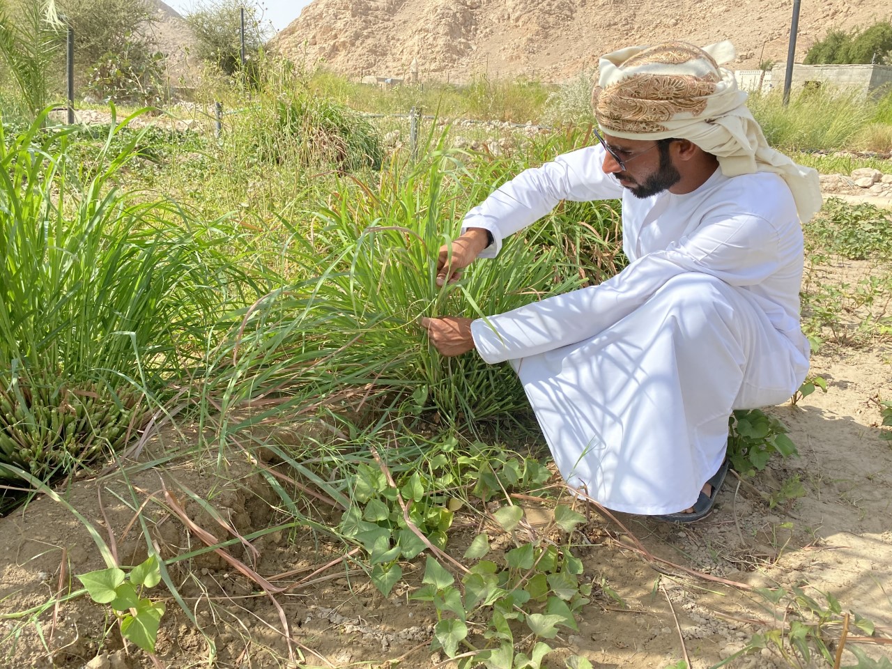 شاب عماني ينجح في زراعة الشاي الأخضر