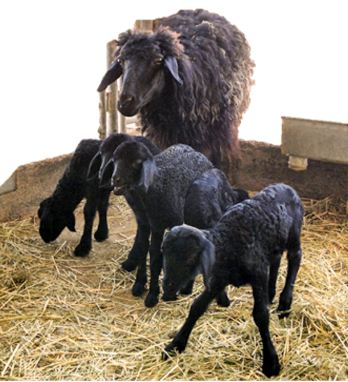 لأول مرة: أم واحدة من سلالة الضأن العُماني تلد 5 مواليد