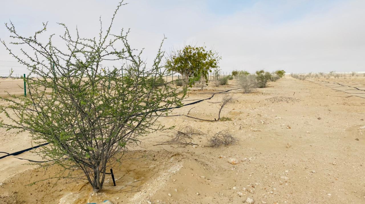 مشروع وطني لزيادة الغطاء النباتي في البيئات الصحراوية
