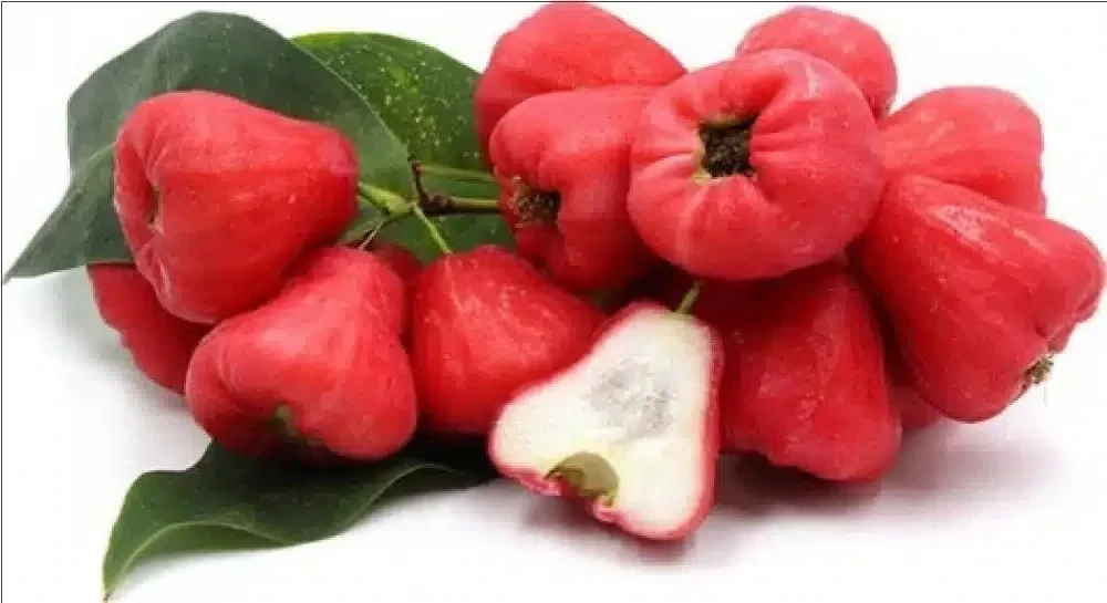 لماذا يجب أن يكون تفاح الورد جزءًا من نظامك الغذائي؟