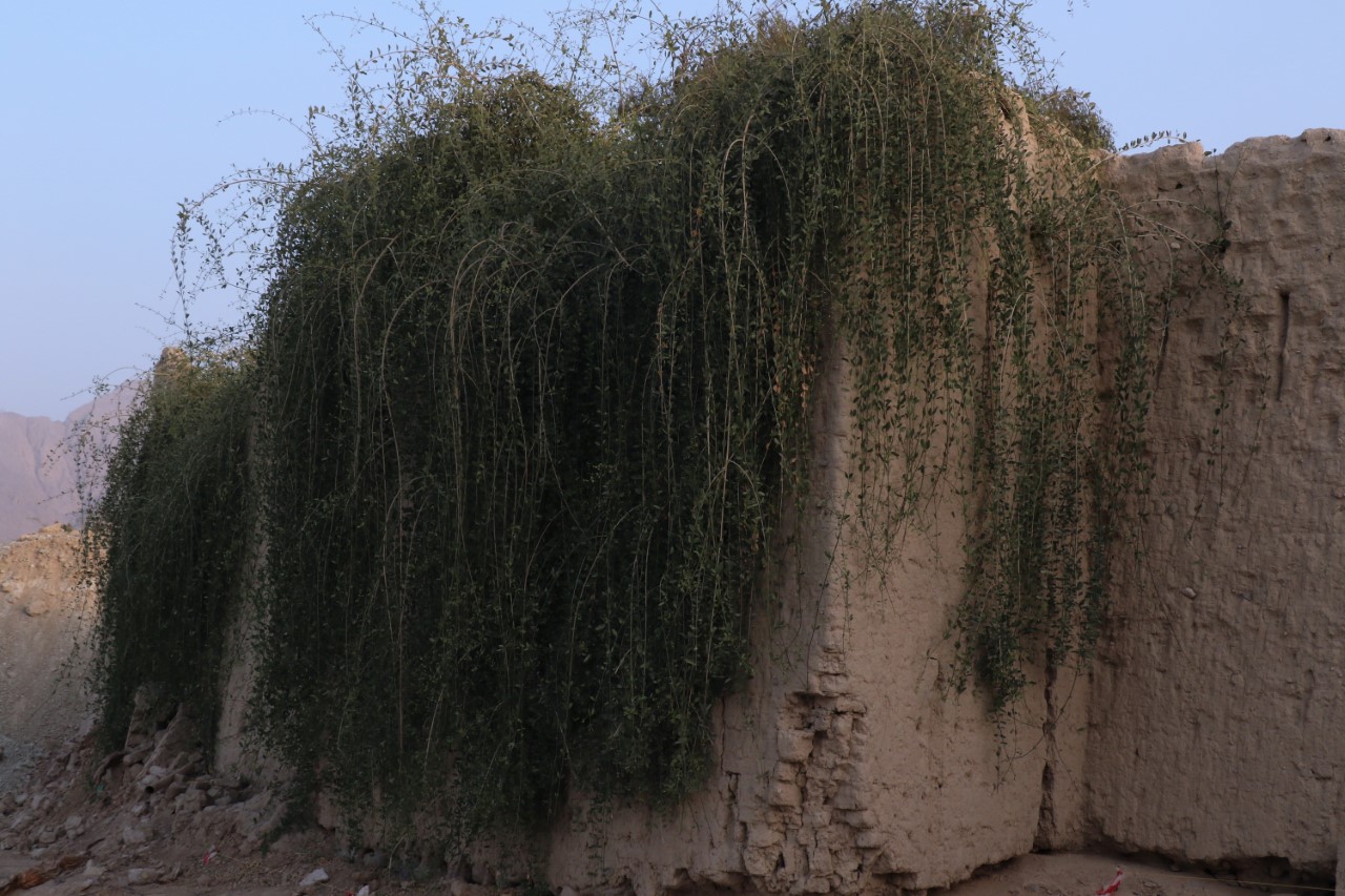 “مسلمات” قرية عمانية يذكرها التاريخ بمكانة عالية
