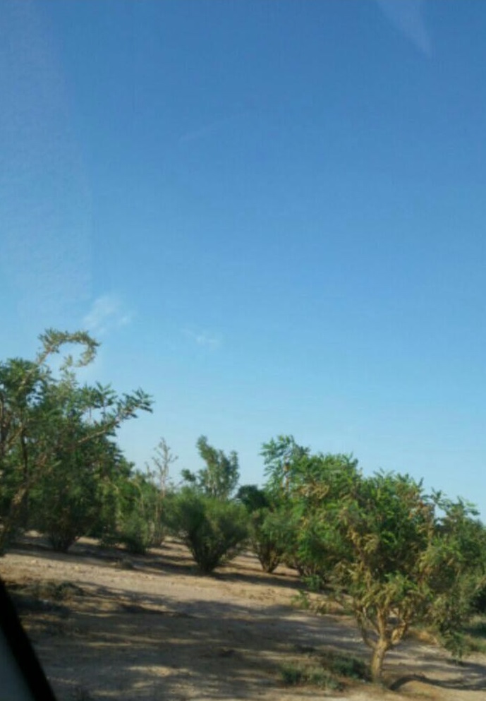 د.عبدالله باحجاج يكتب: دموع شجرة اللبان .. صيدلية كاملة للشفاء