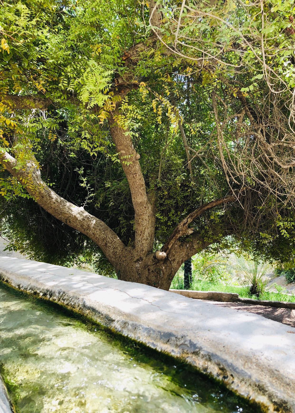 هل تذوقت يومًا طعم فاكهة اللمبج؟