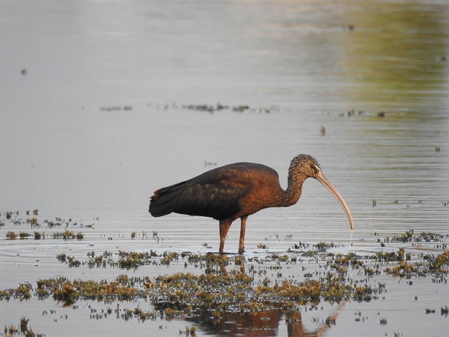 بالصور: محمية في صلالة من أجمل خيران بحر العرب