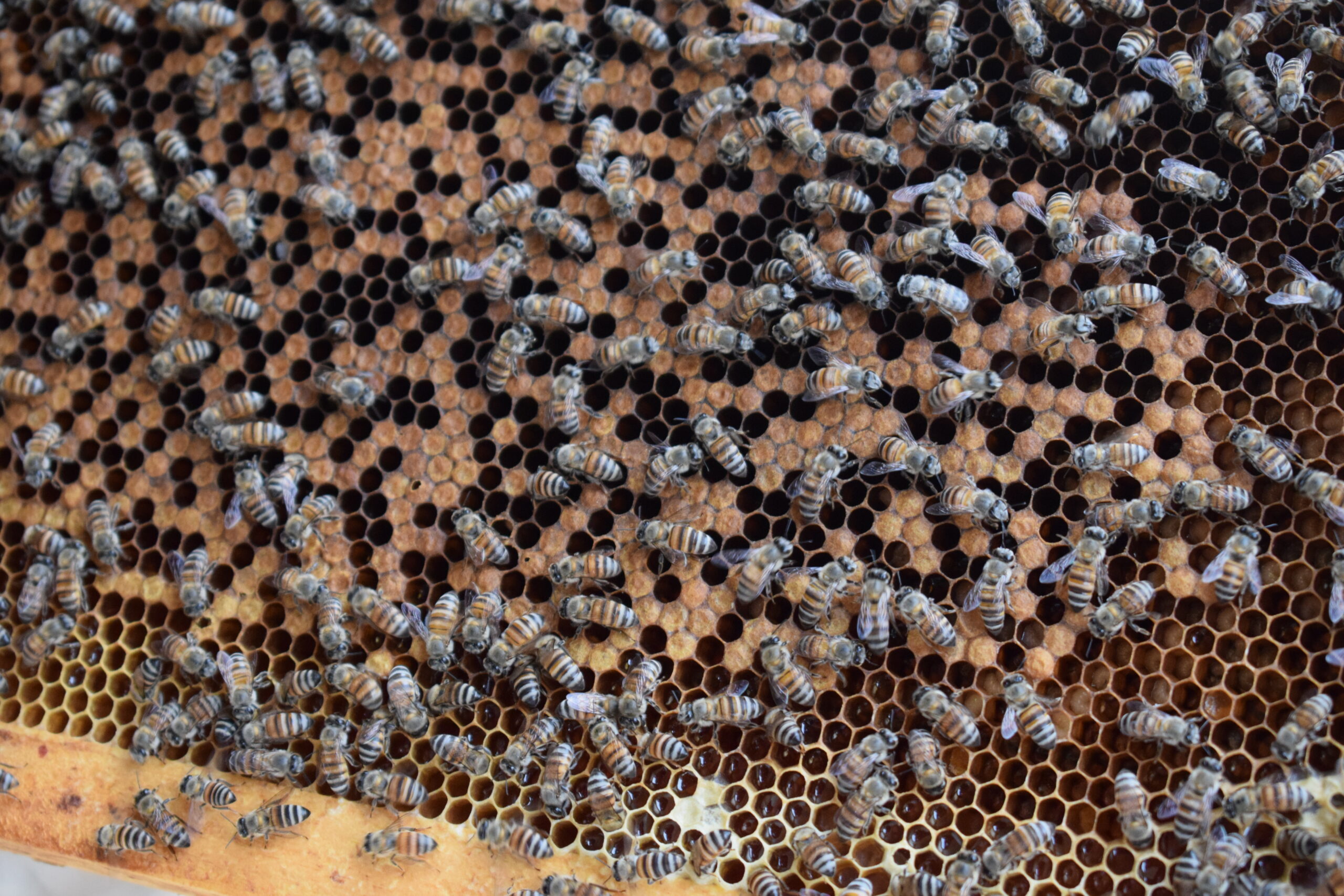 ماذا تعرف عن موسم عسل البرم؟