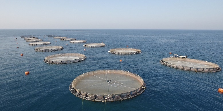 الاستزراع السمكي يؤتي ثماره؛ إليك إحصائياته