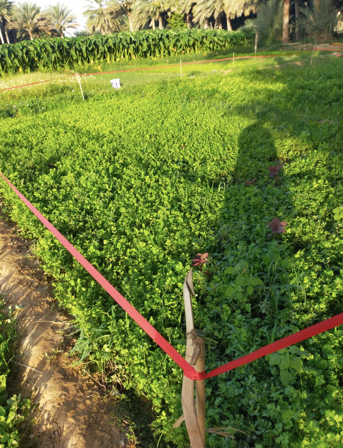 فحوصات تكشف وجود نسب مرتفعة لمبيدات في محاصيل زراعية