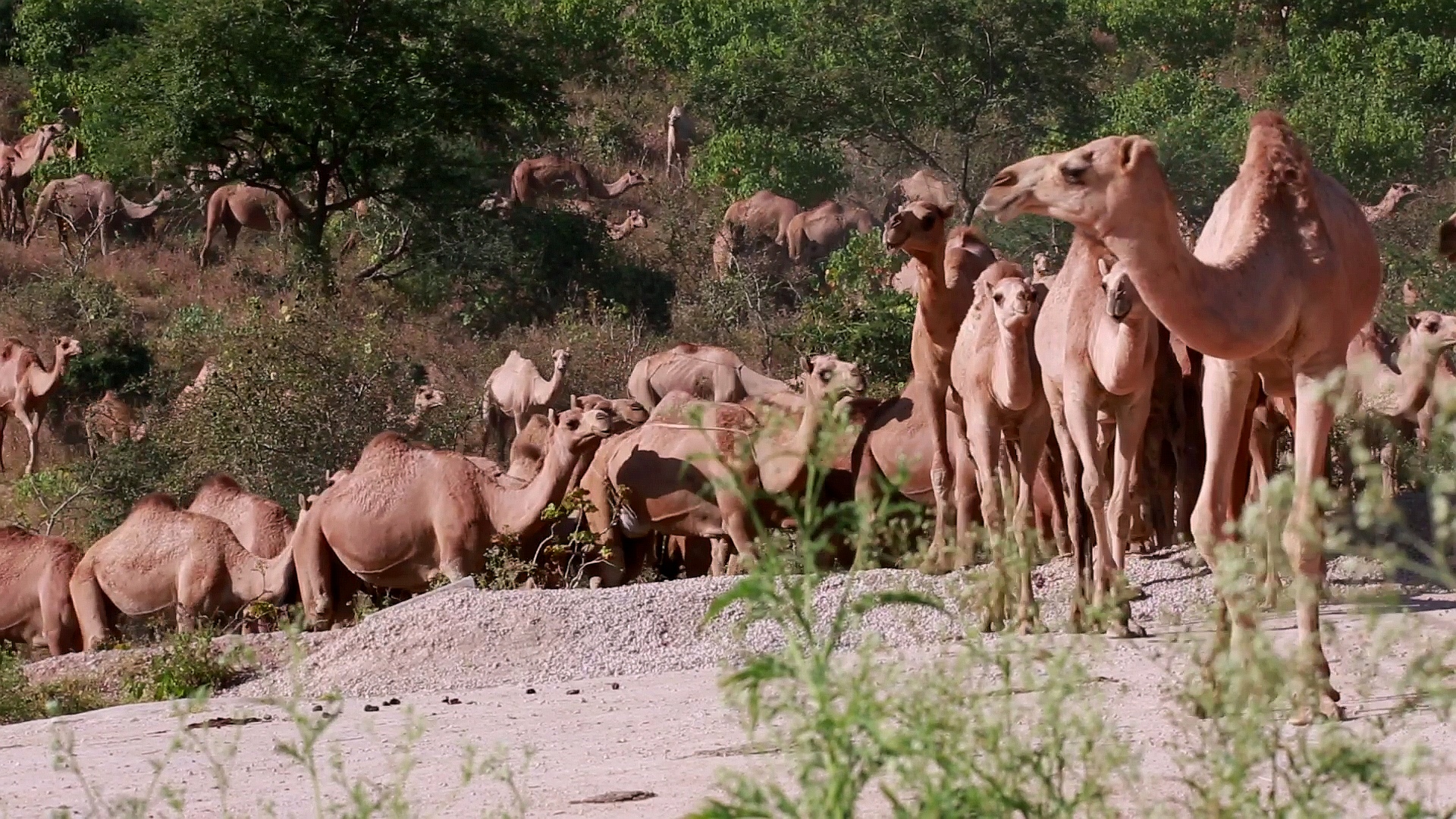إذا فاتك الخريف؛ لا تفوّت “الصرب” الذي بدأ اليوم