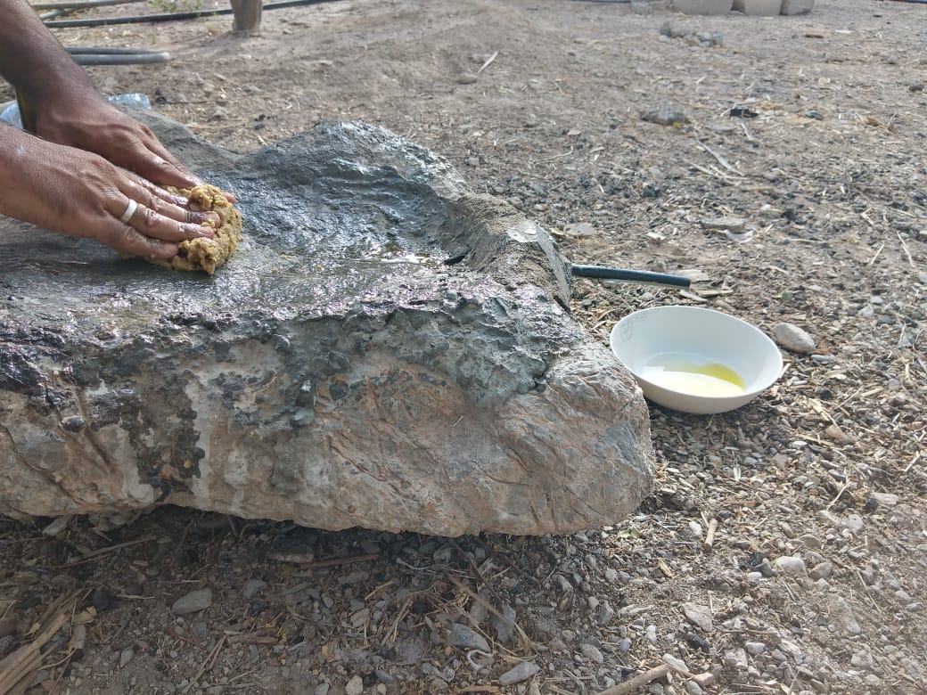 انتهاء موسم عصر زيت الشوع؛ فماذا تعرف عنه؟