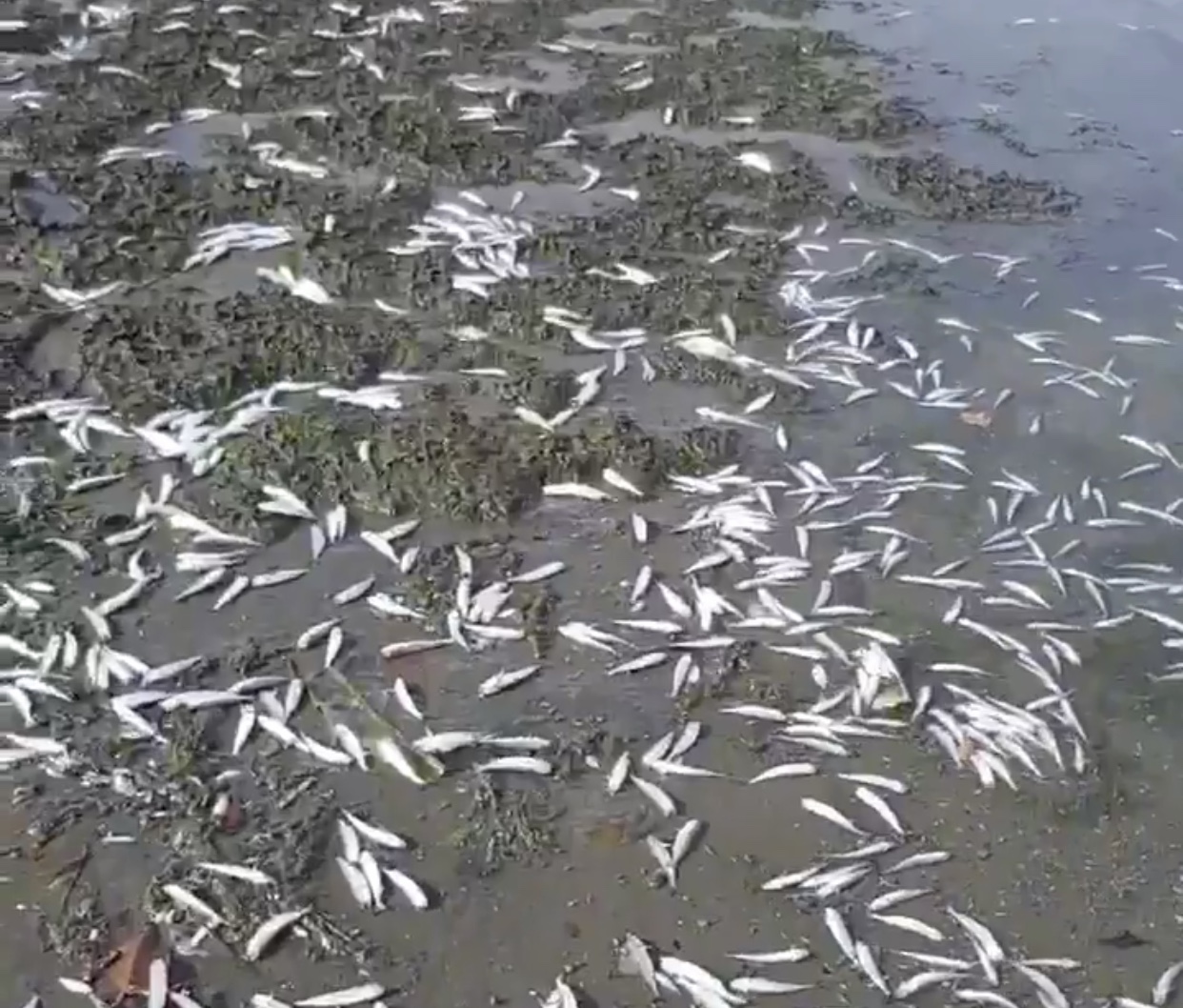 الزراعة توضح سبب نفوق الأسماك في السيب