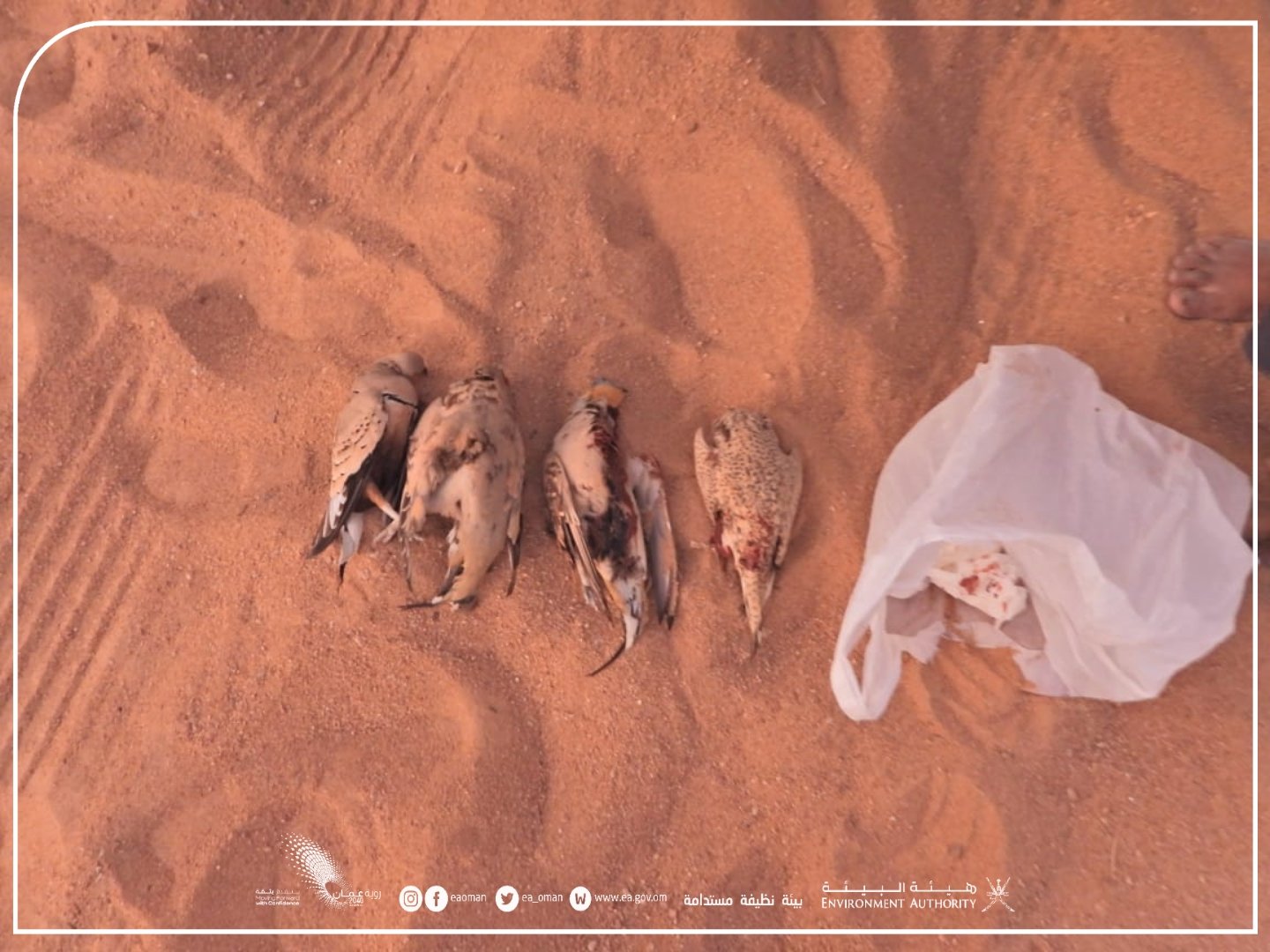 ضبط أشخاص انتهكوا قانون الحياة الفطرية