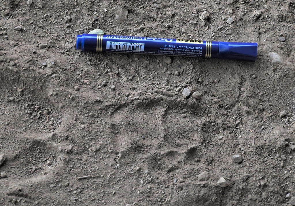 بالصور: دراسة جديدة تؤكد وجود النمر العربي في السلطنة