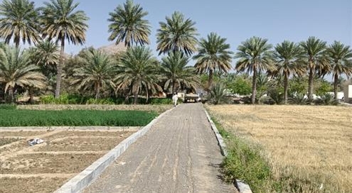 أهالي الحمراء يرصفون طرقًا بين المزارع لممارسة المشي
