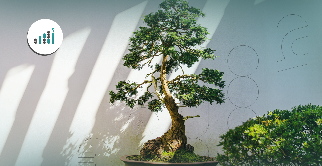 فن البونساي خطوة بخطوة: كيف تتحول جذور الأشجار إلى لوحات فنية؟