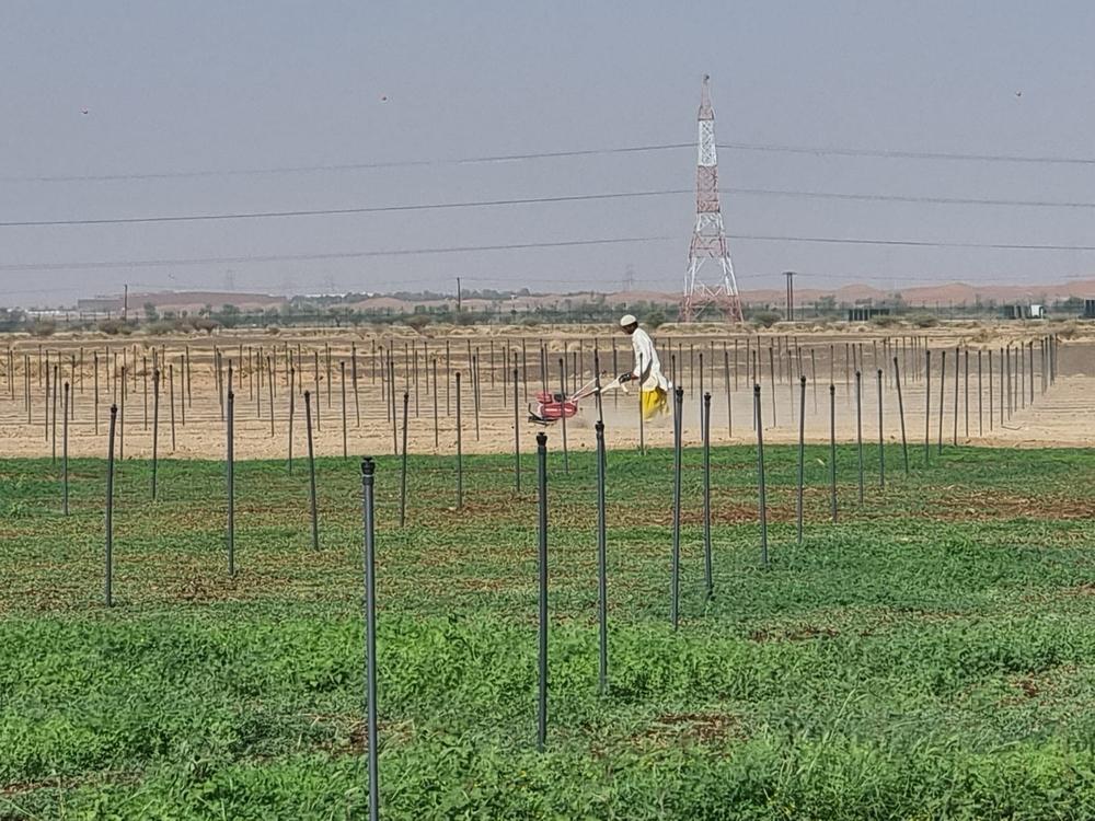 للباحثين عن الاستثمار: إليك 6 فرص في البريمي