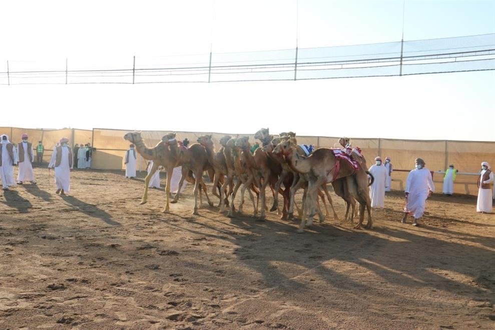 تعرّف على نتائج سباق اليوم من مهرجان البشائر السنوي للهجن
