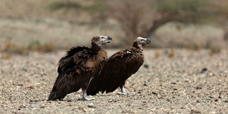 تركيب أول جهاز تعقب على طير مهدد بالانقراض