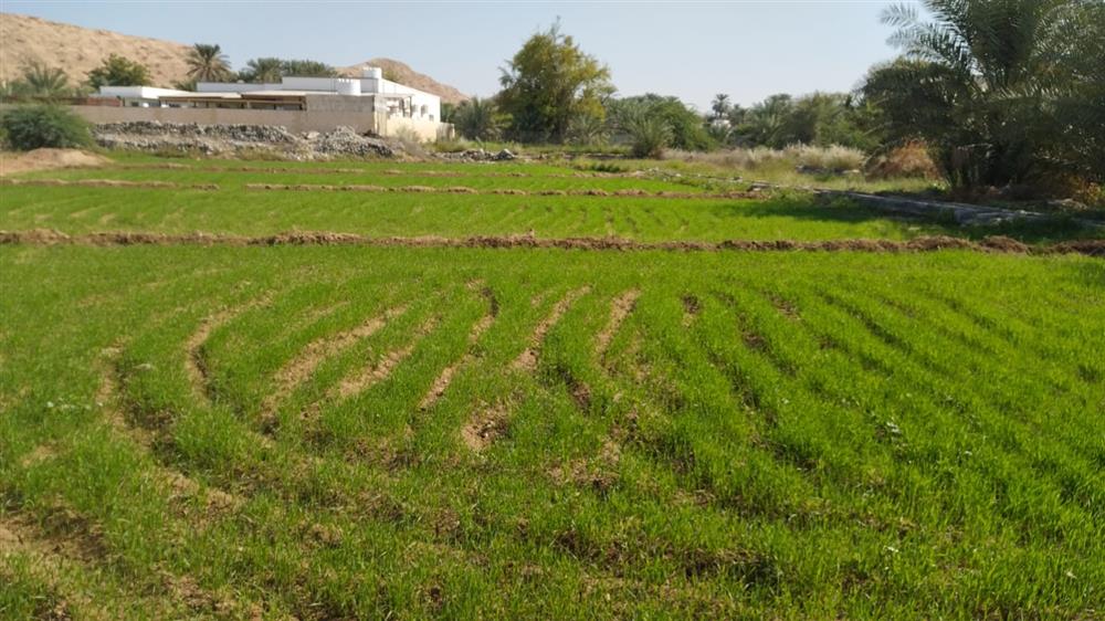 في 2022:  توزيع قطع من الأراضي البيضاء لأصحاب المواشي
