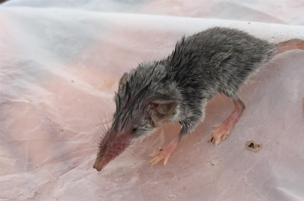 لأول مرة: توثيق “الزباب الظفاري” في جبل سمحان